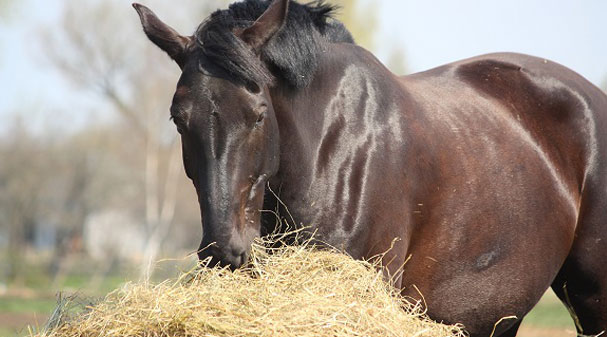 Eine Maus Kann Ein Pferd Toten Swiss Westernhorse